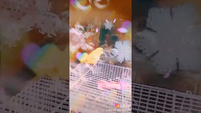 попугай в одиночестве😢 смотреть онлайн