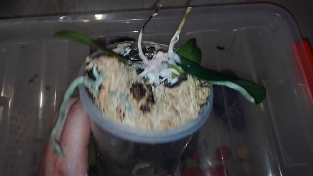 Бейте тревогу если листья Фаленопсиса желтеют смотреть онлайн