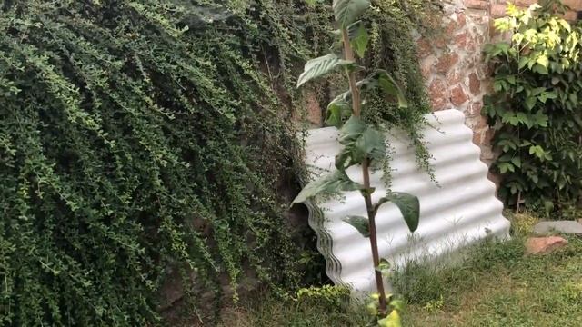 Мушмула Германская в Киевской обл, Украина, сент. 2018 смотреть онлайн