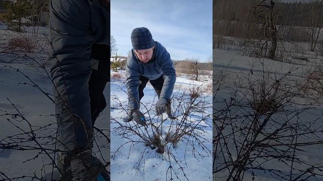 обрезка кустов жимолости съедобной смотреть онлайн