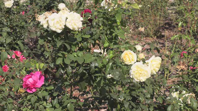 Роза Лимона чайно-гибридная, Питомник Роз Полины Козловой Rozarium.biz