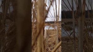 Манок утиная фея,селезень подплыл на дистанцию 5 метров.