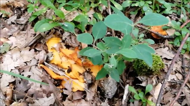 Andare a TARTUFI e... trovare GALLETTI ? смотреть онлайн