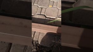 когда поликарбонат на теплице лучше поменять на стекло.