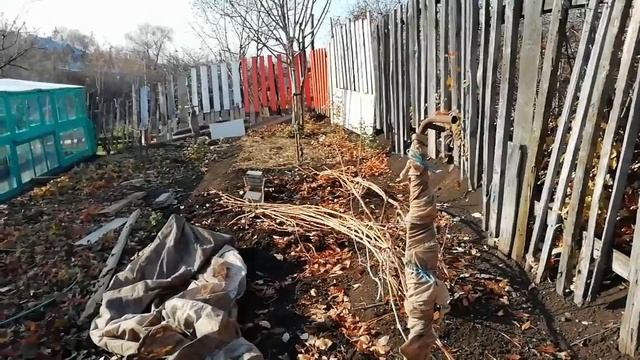Подготовка молодых саженцев к зиме. смотреть онлайн
