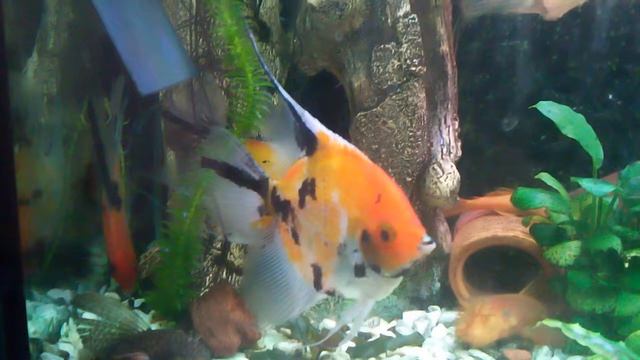 Скалярии кои