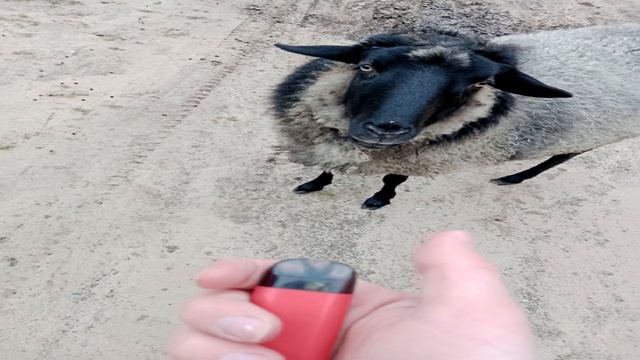 тест на шизу - уровень джедай. смотреть онлайн