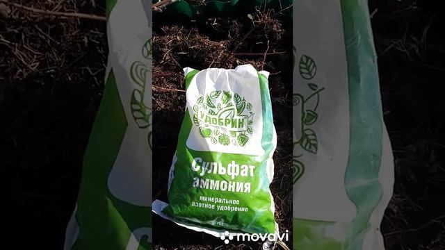 Первая весенняя подкормка Розы,? и Голубики про уход за Жимолостью?. смотреть онлайн