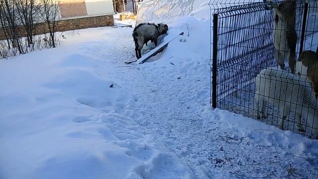 Как я купила козу с маститом. Крупная коза в хозяйстве. смотреть онлайн