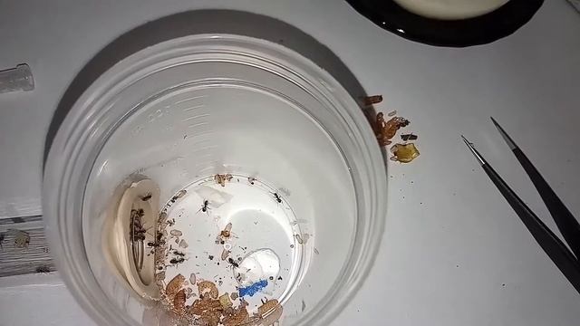 БЕЛОК ДЛЯ РАЗМНОЖЕНИЯ смотреть онлайн