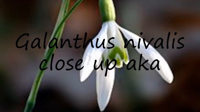 How to pronounce Galanthus nivalis close up aka in English? смотреть онлайн