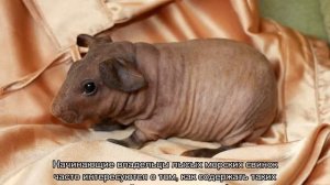 Лысая морская свинка — содержание видов без шерсти