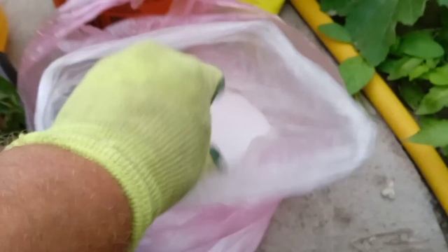 ПОДКОРМКА КАБАЧКОВ против гнили плодов и на большой и вкусный урожай. ВСЕ ТЫКВЕННЫЕ ЛЮБЯТ ЭТО! смотреть онлайн