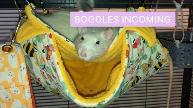Why is my rat making chirping noises | URI rat symptoms | Is my rat sick? смотреть онлайн