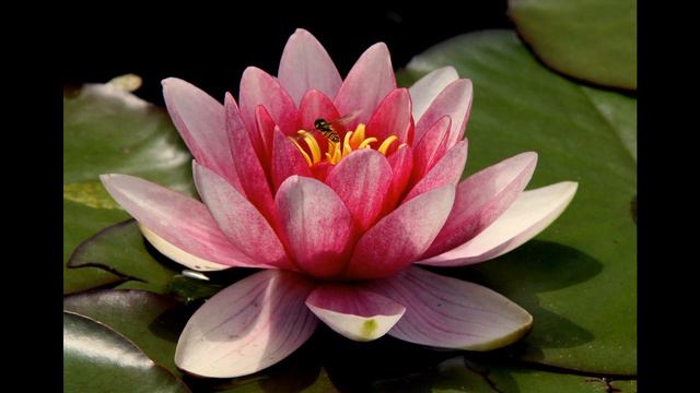 Miracle Mantra - Nam MyoHo Renge Kyo #calming #miraclemantra #daimoku смотреть онлайн