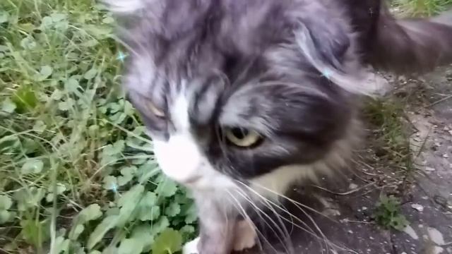Бабушка ненавидела котёнка сфинкса, и бесёнок ей достойно ответил! смотреть онлайн
