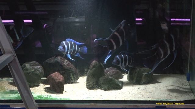 Cyphotilapia gibberosa kapampa (эффект взросления) growing effect смотреть онлайн