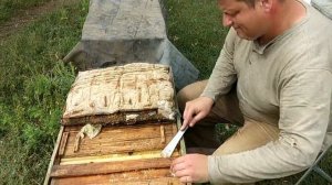 карника пешец 2018