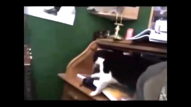 Котики рассмешившие мир. Смешные животные 2015 смотреть онлайн