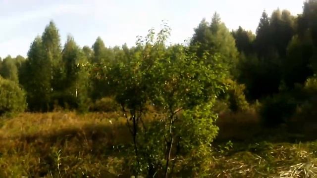 Грибы, ягоды, лекарственные травы и растения смотреть онлайн