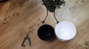 Обрезал Аспарагус и правильно сделал! Аспарагус Перистый. Уход. Полив. Удобрения. Как, чем и зачем?