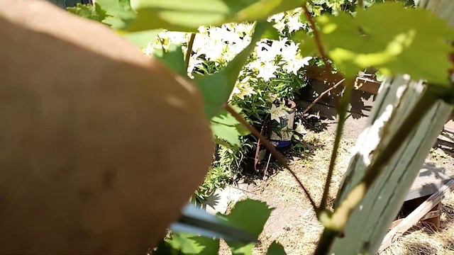 ВРАГИ Винограда - Пасынки второго порядка - нужны или нет !? смотреть онлайн