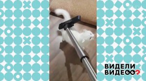 Кот и его чистящий пылесос. Видели видео? Фрагмент выпуска от 09.02.2020