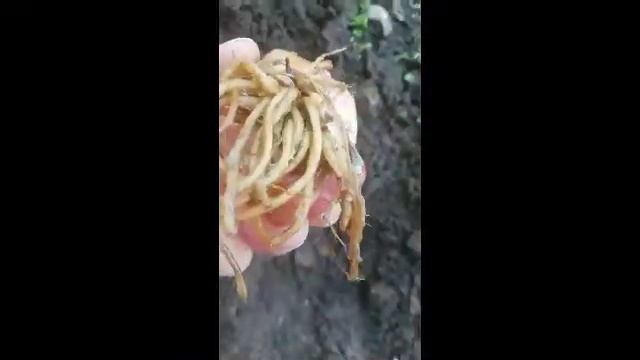 Лилейное дерево 16. 04.2019г. смотреть онлайн