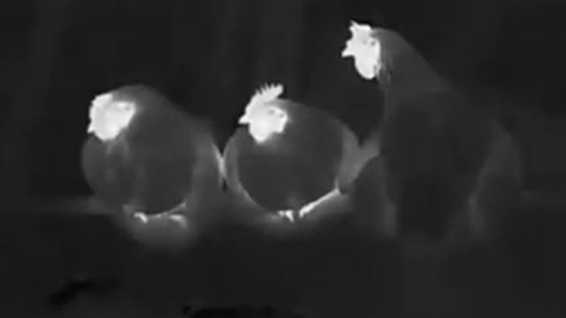 Chicken in the Xinfrared T2 Pro thermal imaging смотреть онлайн