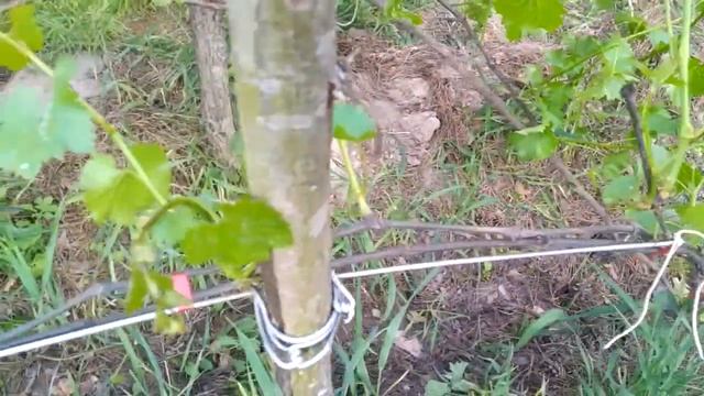 Подвязка винограда(первичная) смотреть онлайн