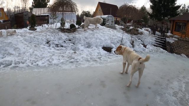 Игры взрослых алабаев с щенками || ALABAI DOGS смотреть онлайн