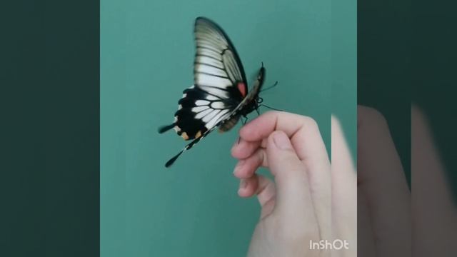 Papilio Lowi тропическая бабочка (парусник Лови, девочка)