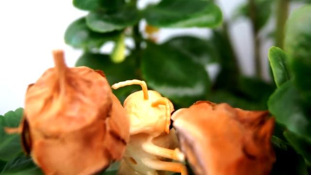 Животные. Ну, берегись!!!! Лемур атакует!!! Мультик для детей. Игрушки видео смотреть онлайн