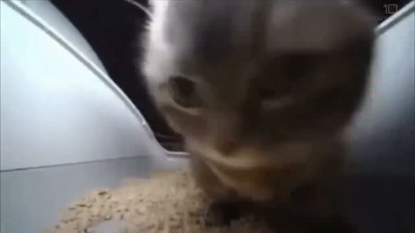 CHIPI CHIPI CHAPA CHAPA CAT 10 HOURS