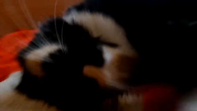 Кошка гуляет)