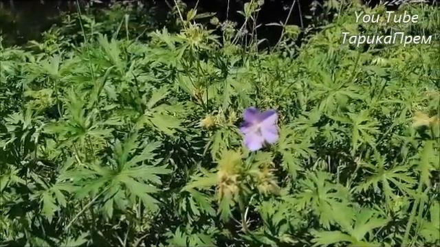 Баланс в жизни смотреть онлайн