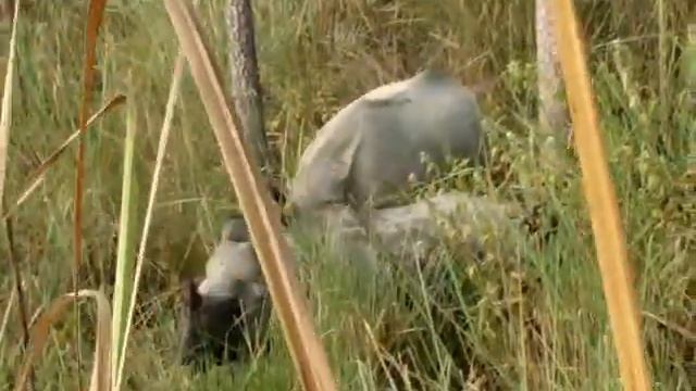 Мать и ребенок -- носороги в природе смотреть онлайн