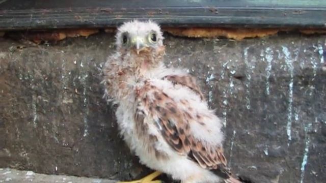 Птенец ястреба смотреть онлайн