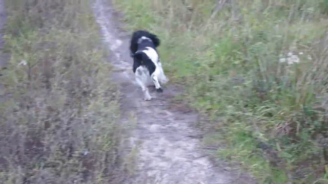 Щас спою! Пёс ретипетирует))