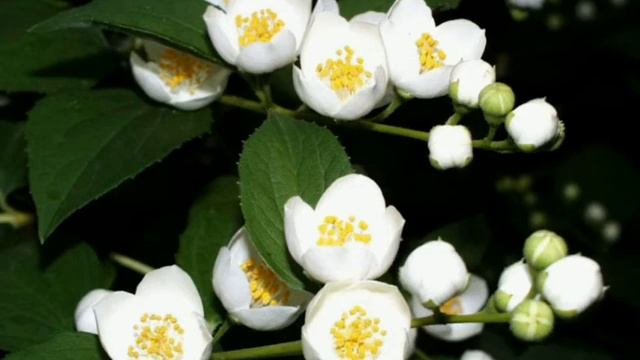 Листья падают с клёна.