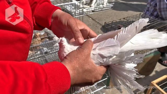 Птичий рынок г. Ташкент - ГОЛУБИ (17.04.2021) / Uzbek Pigeons смотреть онлайн