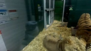 Обзор зоопарка "Иркутский зоопарк", г. Иркутск.