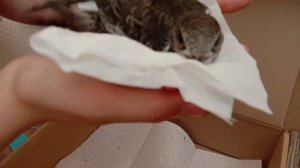 Делаем гнездо для стрижа./Правила ухода за стрижом./Стриж ЖУНЯ.