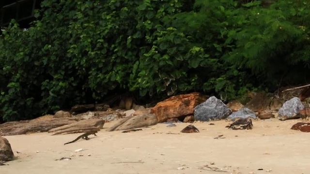 Klong Muang Beach. Варан смотреть онлайн
