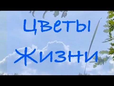 Цветы Жизни