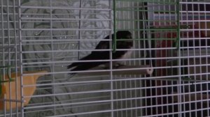 Деревенская ласточка Люся