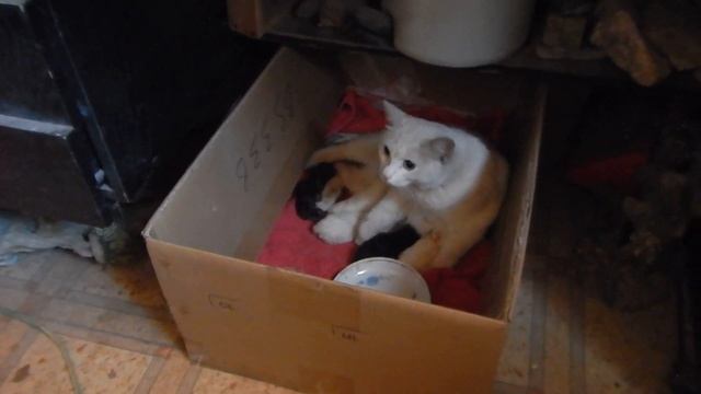 Первый день после родов у кошки. Реакция кота на котят смотреть онлайн