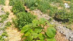 Что будет с павловнией, если не сделать технический срез?