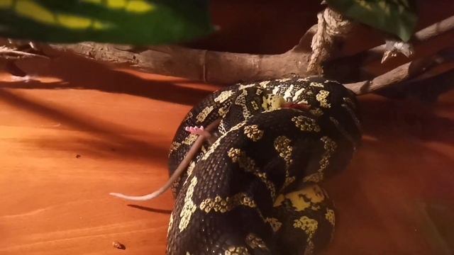 Охота коврового питона чейни смотреть онлайн