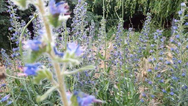 Цветет синяк обыкновенный.Отличный медонос для пчел. смотреть онлайн